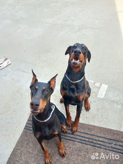 Собаки щенки добермана