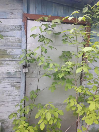 Участок 8 сот. (СНТ, ДНП)