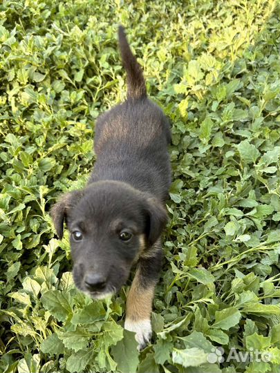 Щенки в добрые руки