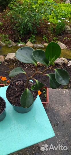 Домашние цветы