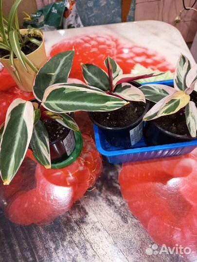 Комнатные цветы