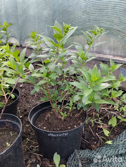 Гортензия 3-4 года