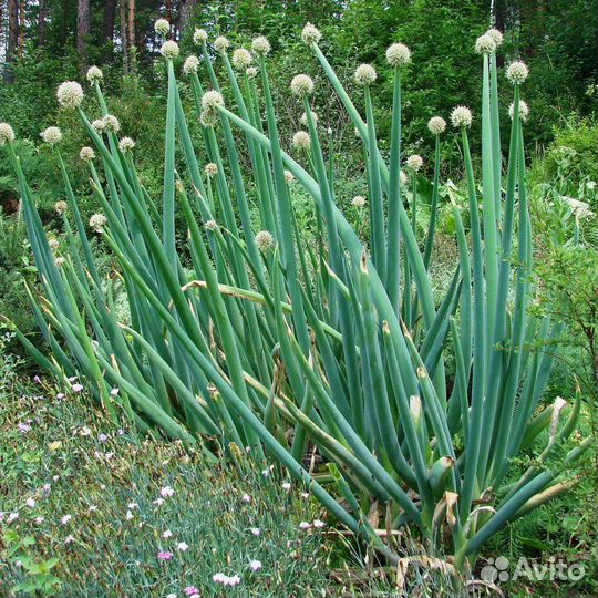 Семена укропа и лука бутуна, рассада бутуна