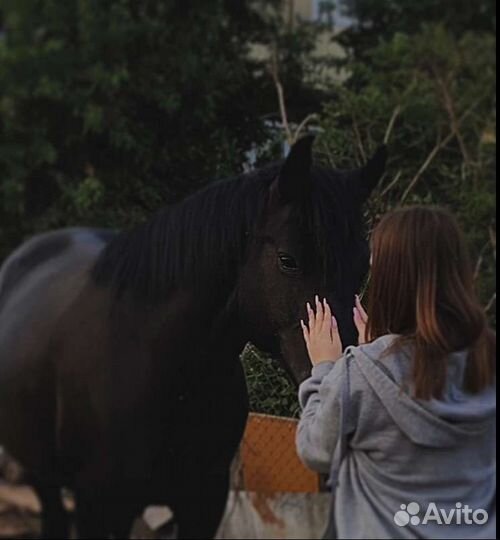 Прокат лошадей