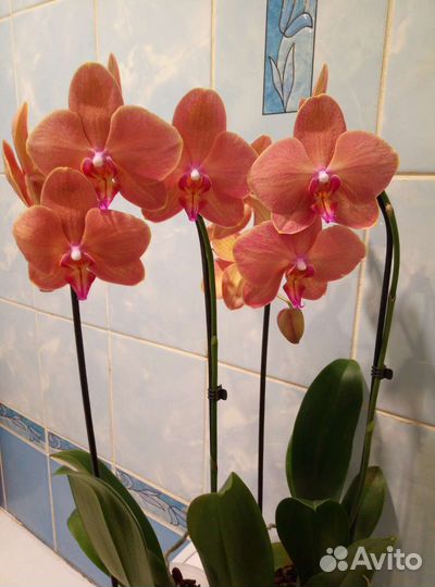 Коллекционные орхидеи