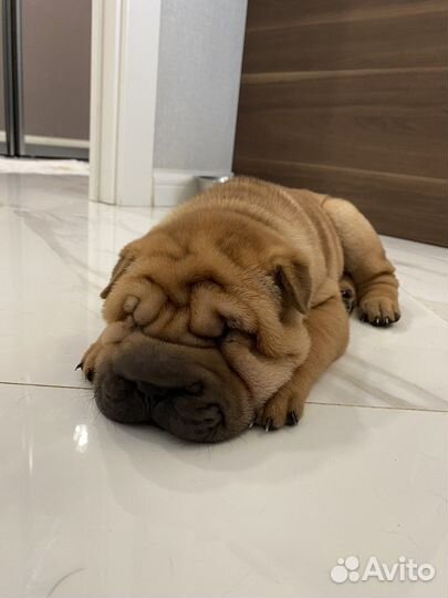 Шарпей щенок