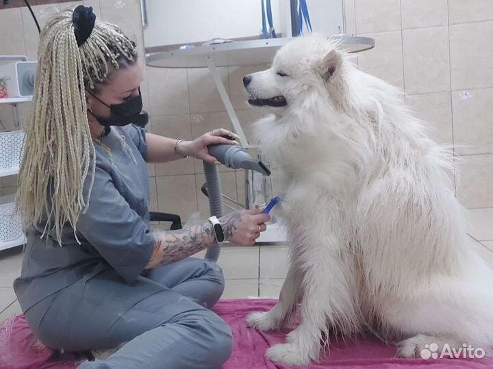 Груминг стрижка собак кошек