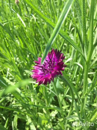 Васильки срезка,саженцы