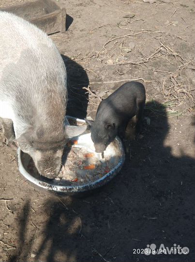 Вьетнамские вислобрюхие поросята