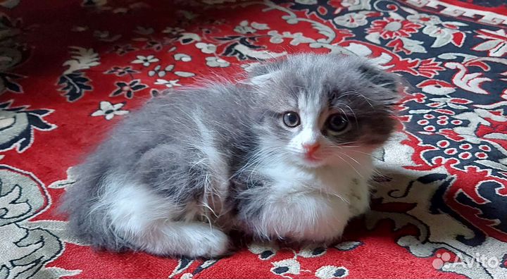 Отдам котенка в добрые руки