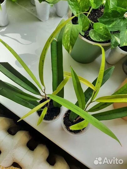 Фикус Али Амстел Грин Голд