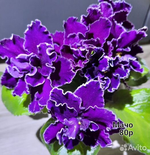 Фиалки сортовые