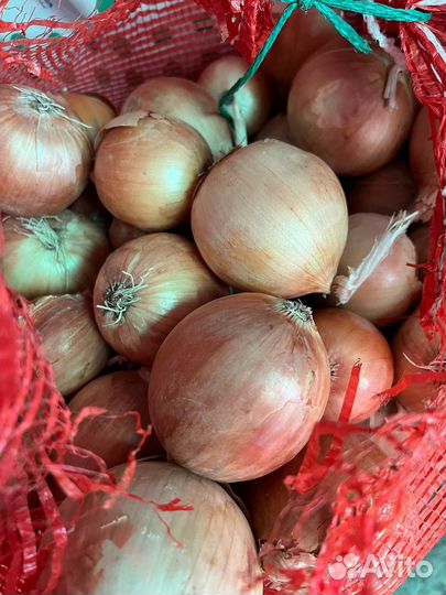 Лук репчатый