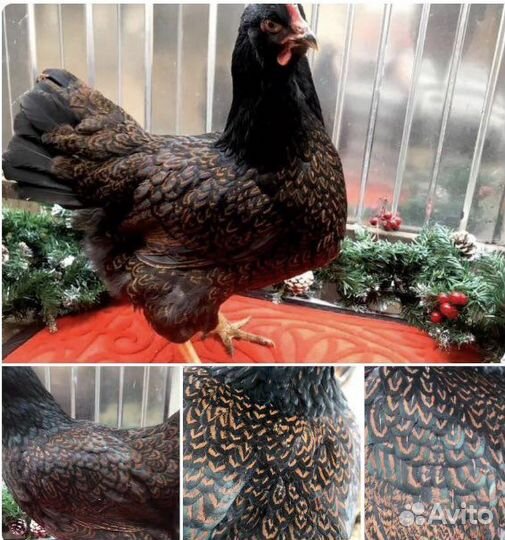 Инкубационное яйцо Цыплята