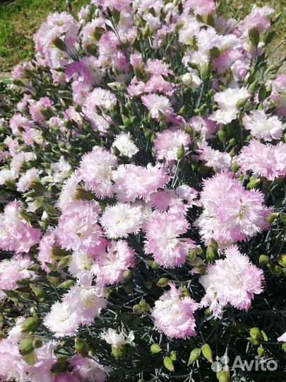 Излишки цветов