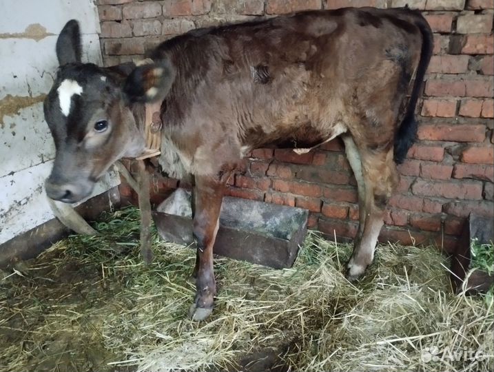 Продам телят телочек