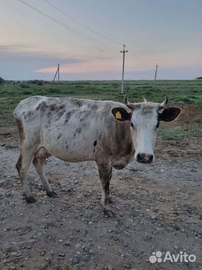Корова сементал+ч/п