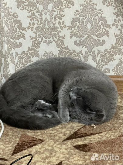 Отдам британскую кошку