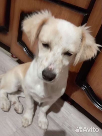 Собачка небольшая