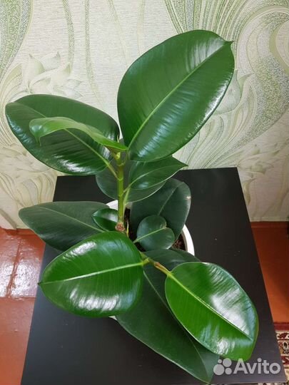 Фикусы разные