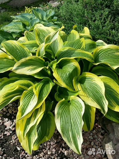 Хосты цветы для сада