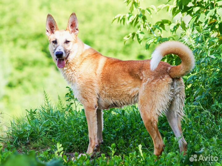 Метис малинуа из приюта