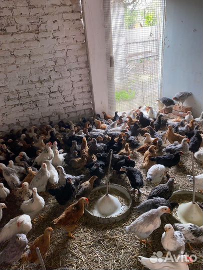 Цыплята несушки
