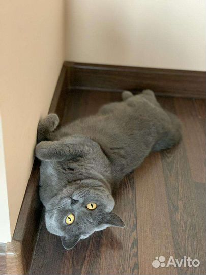 Передержка кошек на время отпуска