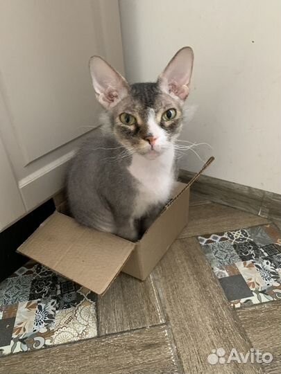 Кот сфинкс браш бесплатно