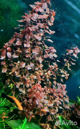 Аквариумные растения