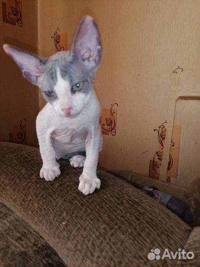 Кошки