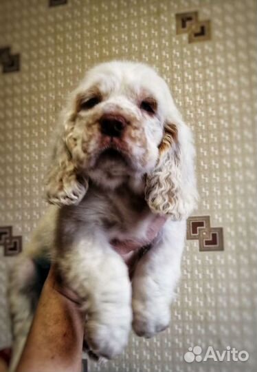 Кламбер спаниель