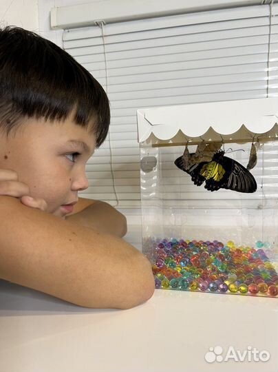 Ферма бабочек