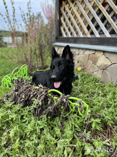 Немецкая овчарка черная длинношерстная