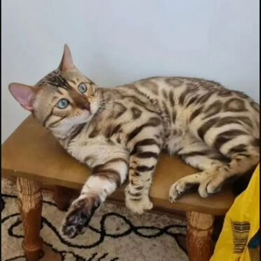Бенгальский длинношёрстный котёнок