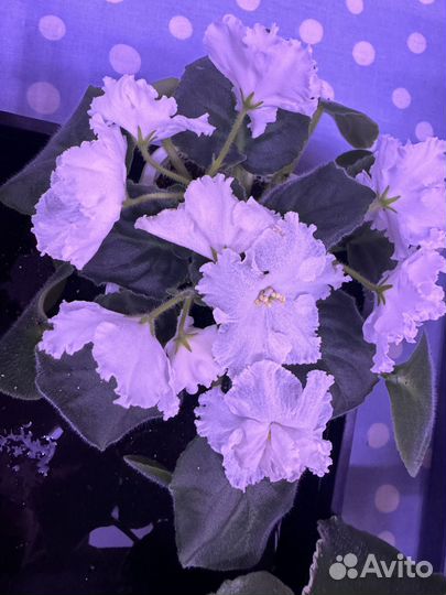 Сортовые фиалки