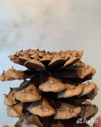 Шишка сосны Жеффрея