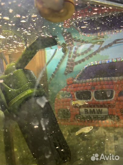 Аквариумные рыбки