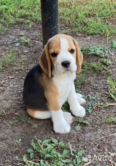 Девочка бигля