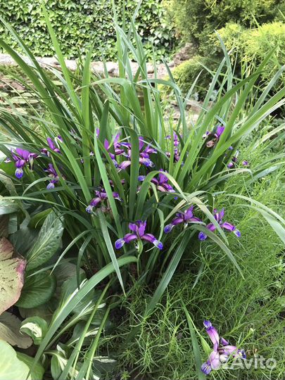 Красиво цветущие кустарники