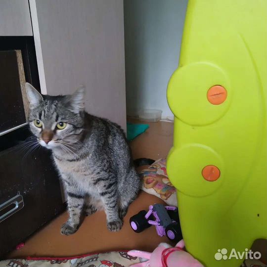 Шикарная кошка