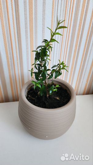 Миртовое дерево