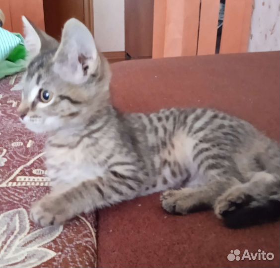 Кошка в дар бесплатно