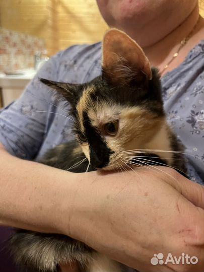 Котята в хорошие руки