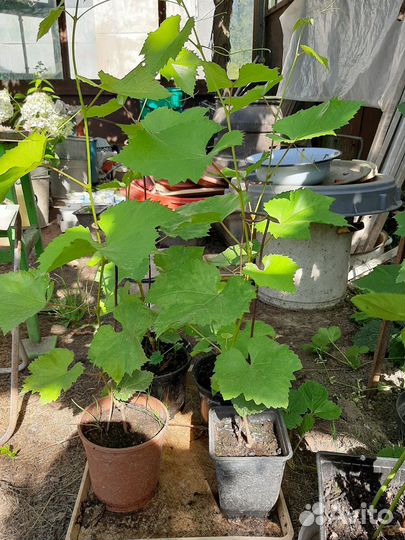 Виноград Юпитер