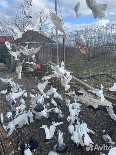 Продажа голубей