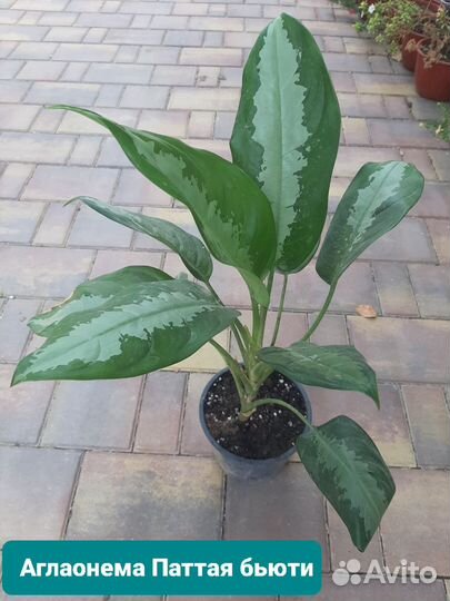 Юкка комнатная пальма, эсхинантус кактус