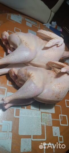 Мясо домашней индейки