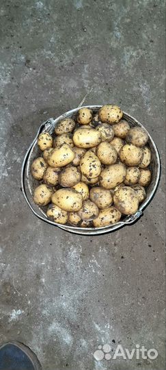 Картофель мелкий (семенной)