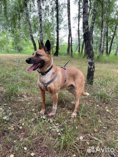 Собака в добрые руки отдам бесплатно